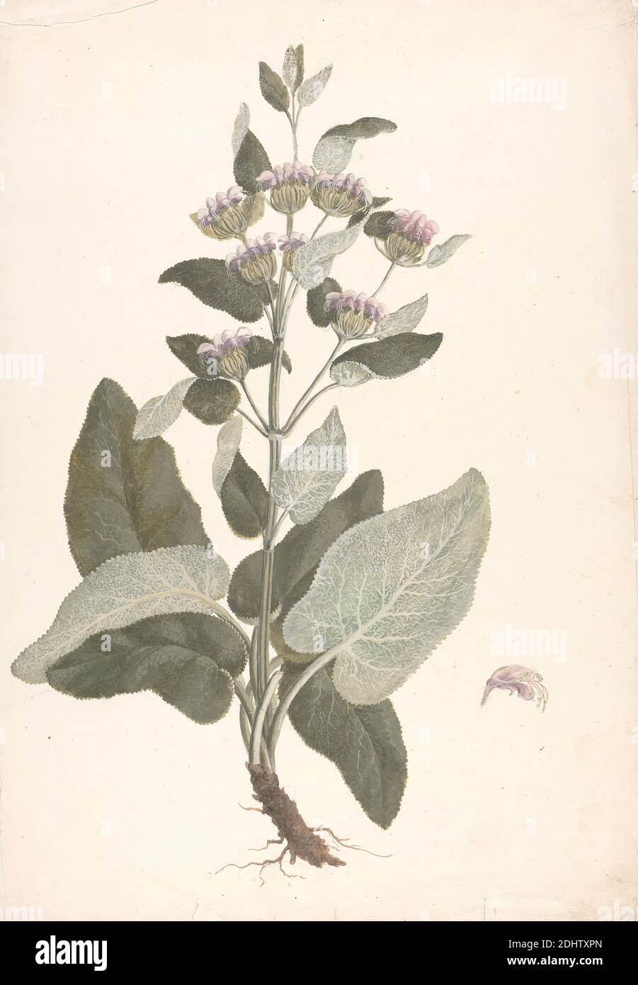 Phlomis herba-venti L. : outline of habit of plant, James Bruce, 1730–1794, British, ca. 1769, Graphite on medium, slightly textured, blued white, laid paper, Sheet: 17 3/4 × 13 1/2 inches (45.1 × 34.3 cm Stock Photo