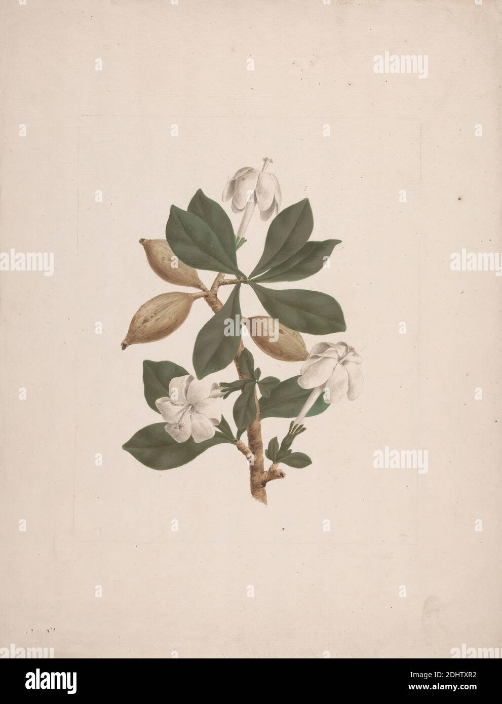 Gardenia ternifolia Schum.& Thonn. (Jovis-Tonantis): finished drawing with additional detail of fruit, James Bruce, 1730–1794, British, undated, Watercolor and gouache over graphite on medium, slightly textured, cream laid paper, Sheet: 16 × 12 1/8 inches (40.6 × 30.8 cm Stock Photo