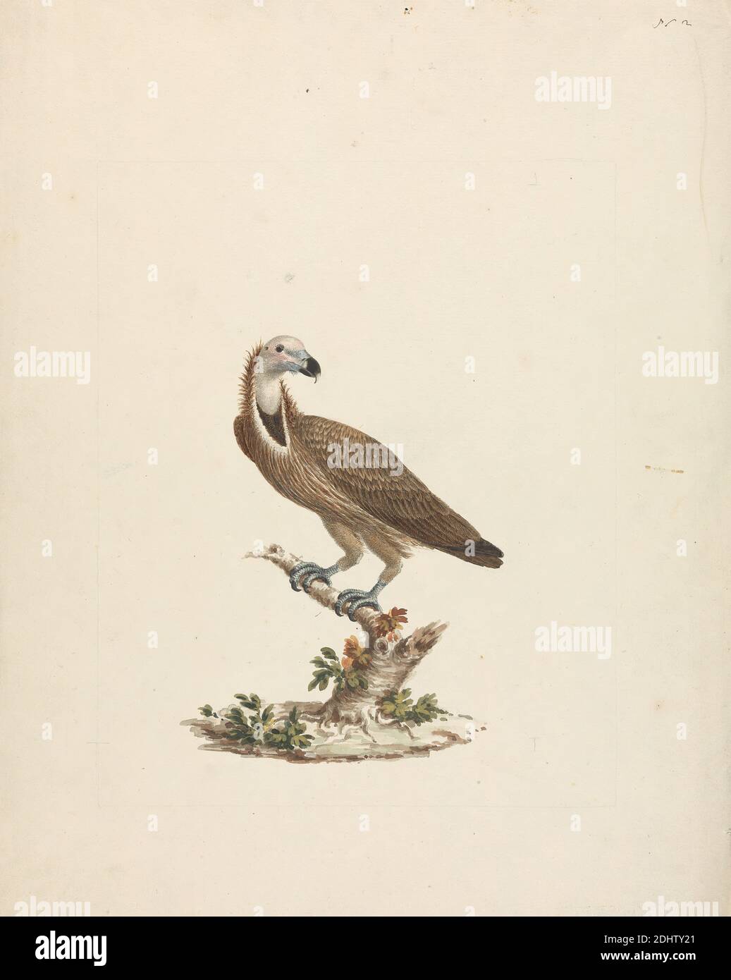 Aquila chrysaetos (Golden Eagle), James Bruce, 1730–1794, British, ca. 1768, Watercolor over graphite on medium, slightly textured, cream laid paper, Sheet: 12 × 9 7/8 inches (30.5 × 25.1 cm), animal art Stock Photo