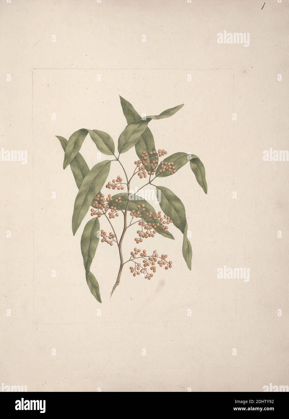 Alge indeterminate species (Seaweed): finished drawing of habit of weed, Luigi Balugani, 1737–1770, Italian, undated, Watercolor and graphite on medium, slightly textured, cream laid paper, Sheet: 15 15/16 × 12 5/16 inches (40.5 × 31.3 cm) and Binding: 16 1/4 inches (41.3 cm Stock Photo