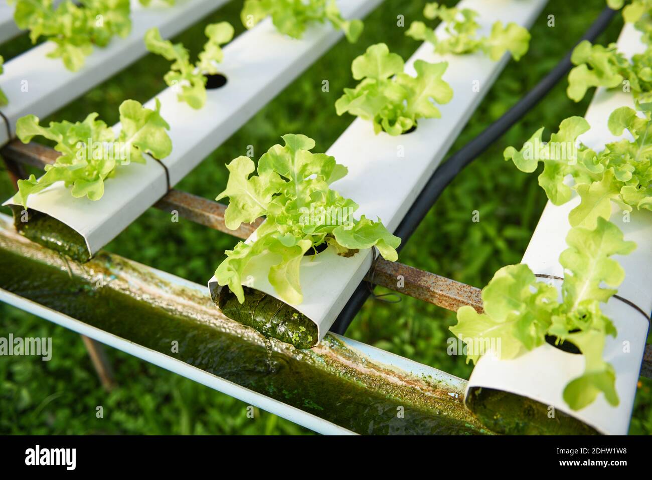 Hydroponic lettuce growing in garden hydroponic farm lettuce salad ...