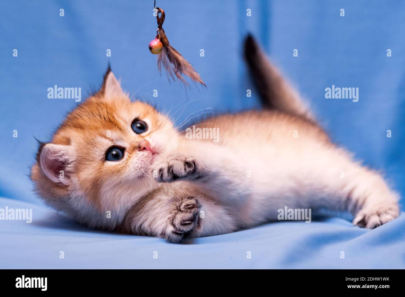 Cute little British kitten playing with feathers lying on its side on a