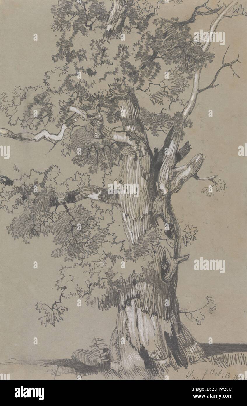 Parham, October.13.1834, Edward Lear, 1812–1888, British, 1834, Graphite and white gouache on moderately thick, slightly textured, gray wove paper, Sheet: 10 5/16 x 6 13/16 inches (26.2 x 17.3 cm), genre subject, study (visual work), tree, England, United Kingdom Stock Photo