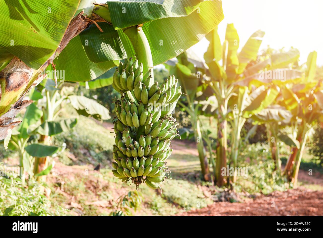Green bananas in the garden on the banana tree agriculture plantation
