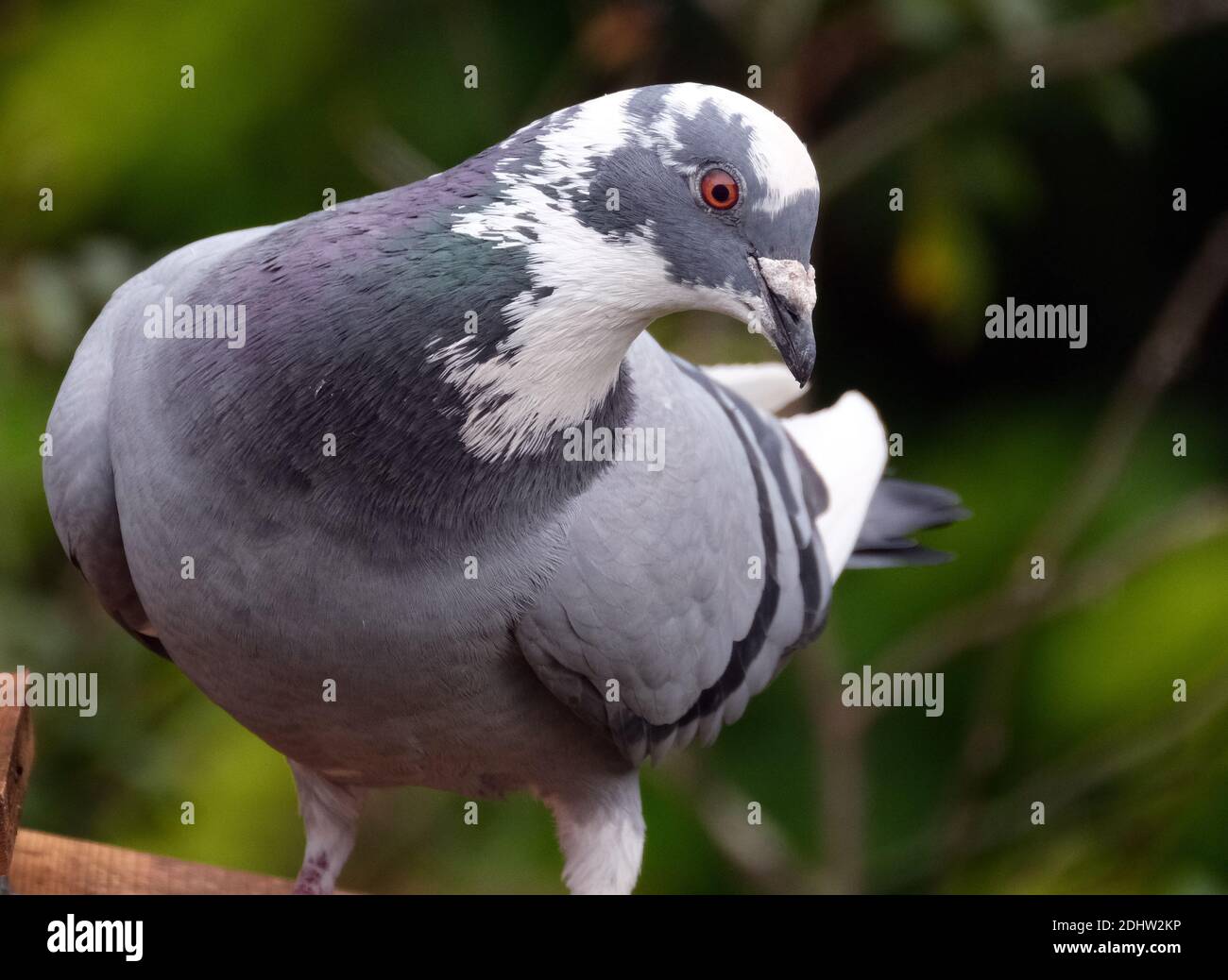 Pigeon  in urban house garden searching for food. Stock Photo