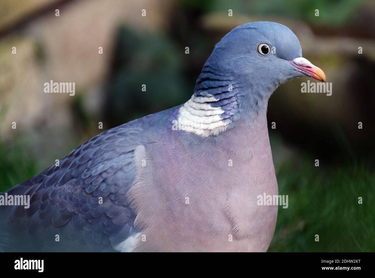 Woodoigeon  in urban house garden searching for food. Stock Photo