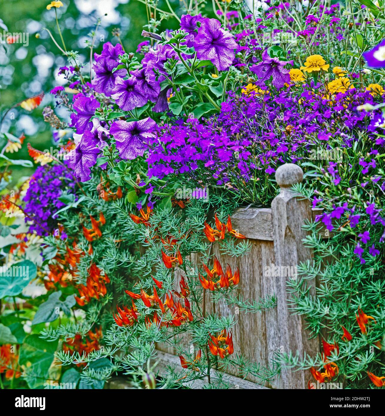 Planted wooden container with colourful display of flowers Stock Photo