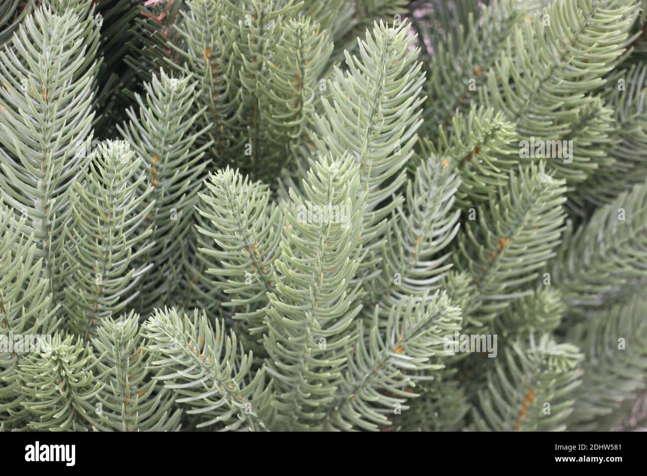 fresh green fir pine branches in the sunny forest on the background ...