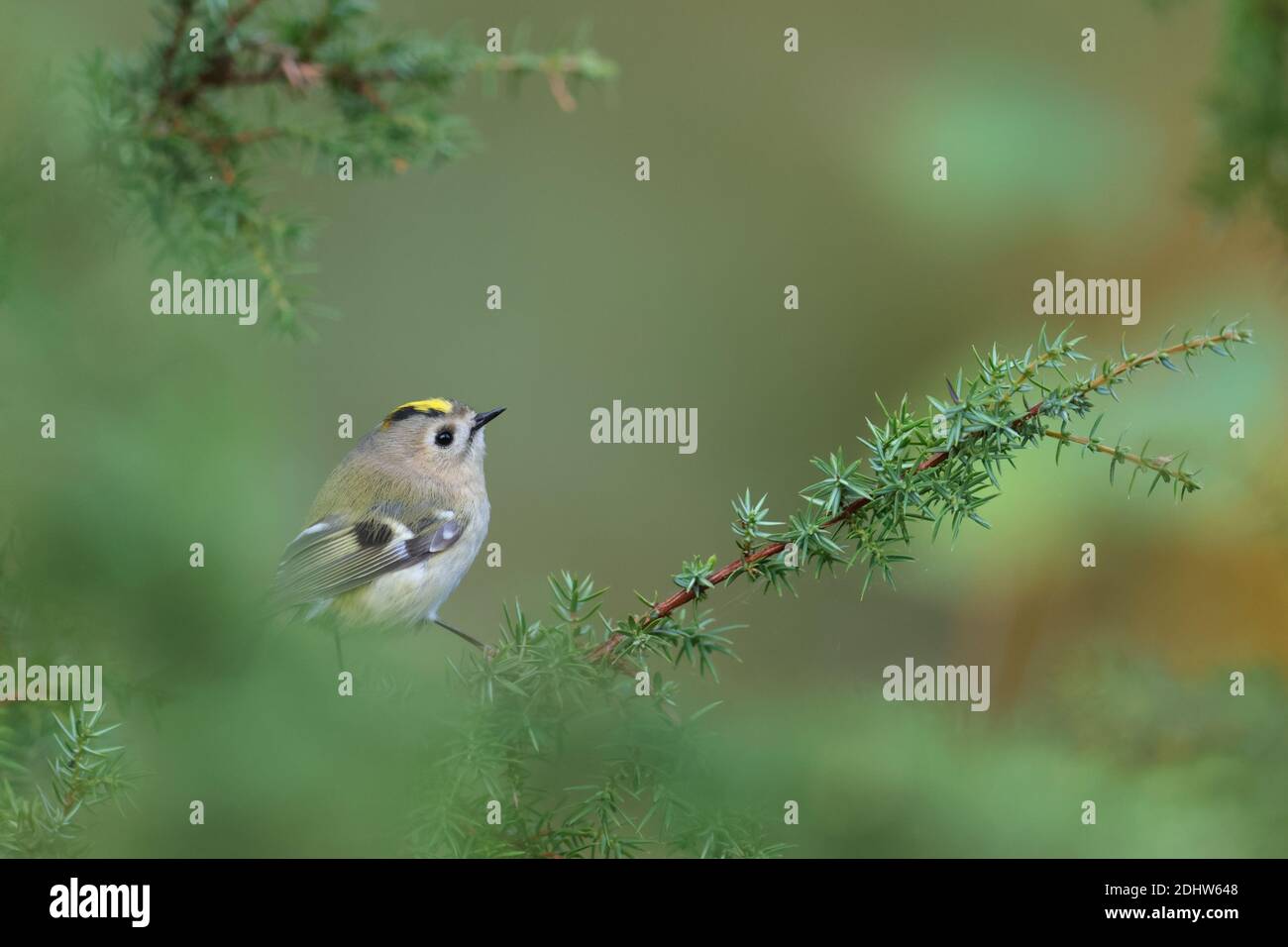 Goldcrest (Regulus regulus) on juniper tree, Europe Stock Photo