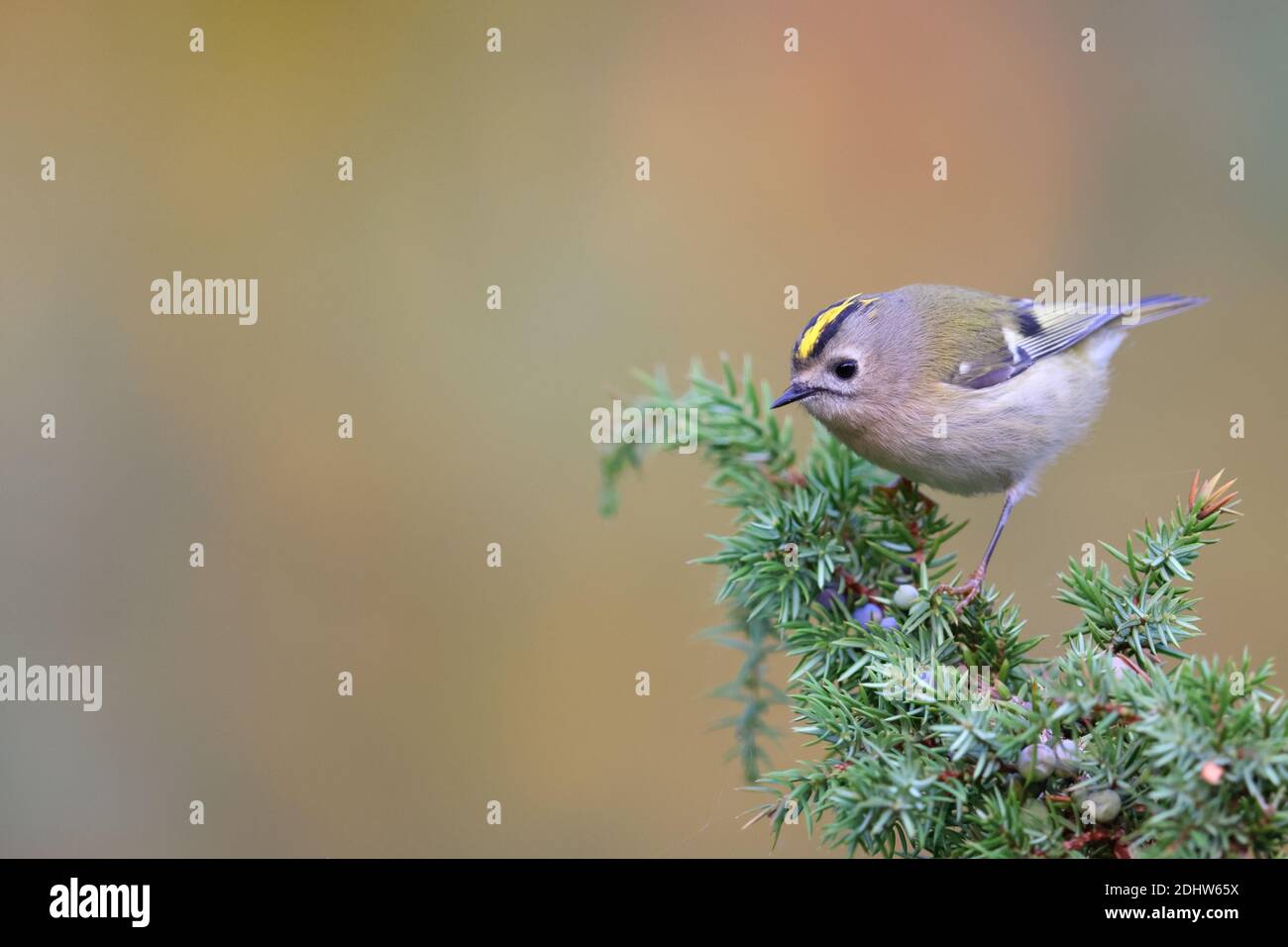 Goldcrest (Regulus regulus) on juniper tree, Europe Stock Photo