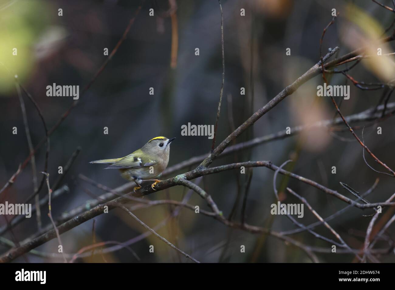 Goldcrest (Regulus regulus) in autumn, Europe Stock Photo