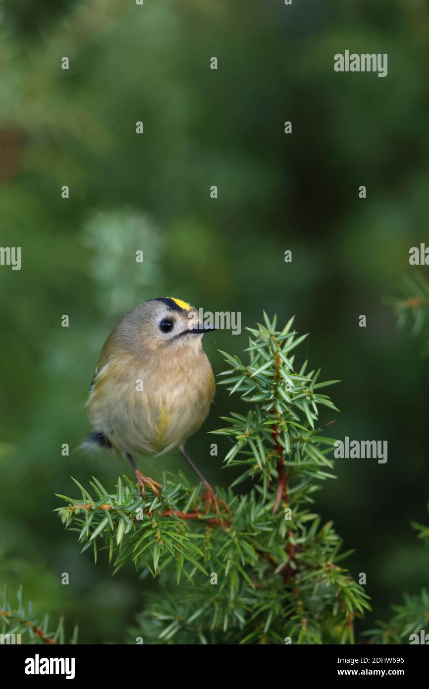 Goldcrest (Regulus regulus) on juniper tree, Europe Stock Photo