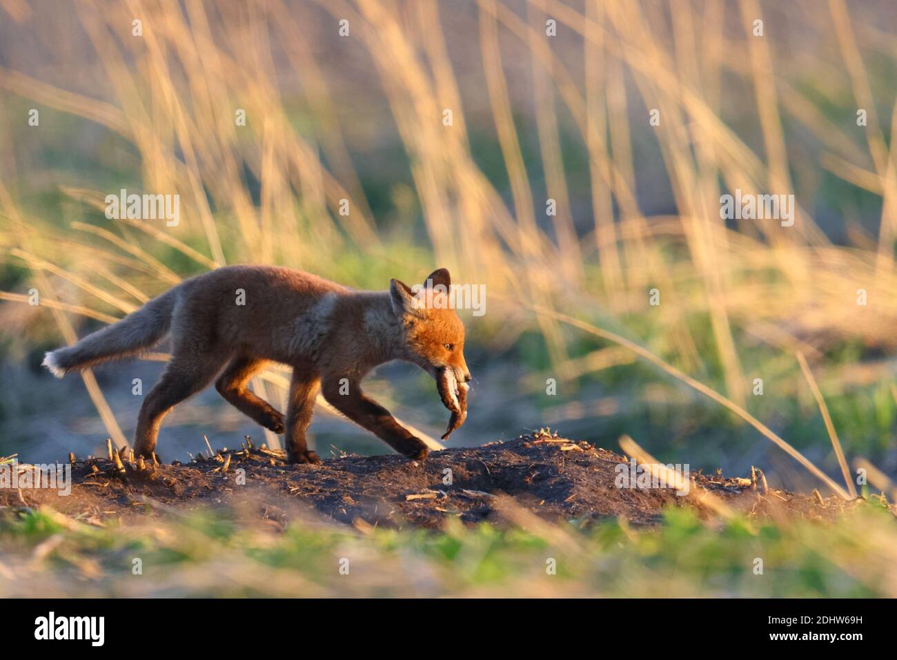 Red fox (Vulpes vulpes) juvenile with a least weasel in meadow at sunrise, Estonia,  Northern Europe. Stock Photo