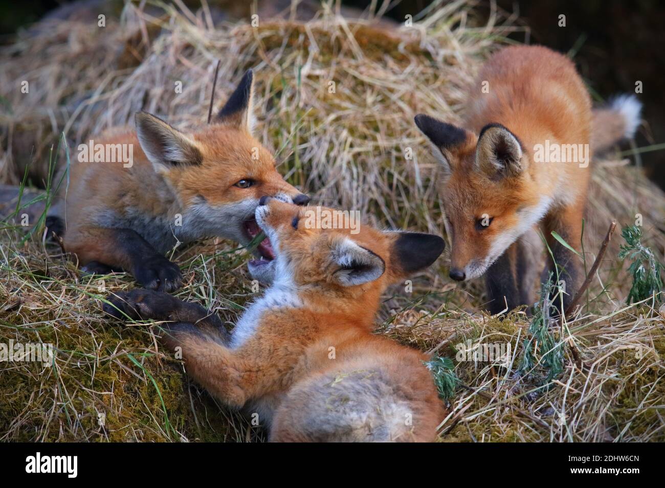 Red fox cubs (Vulpes vulpes) play fighting around their den site. Estonia, Europe Stock Photo