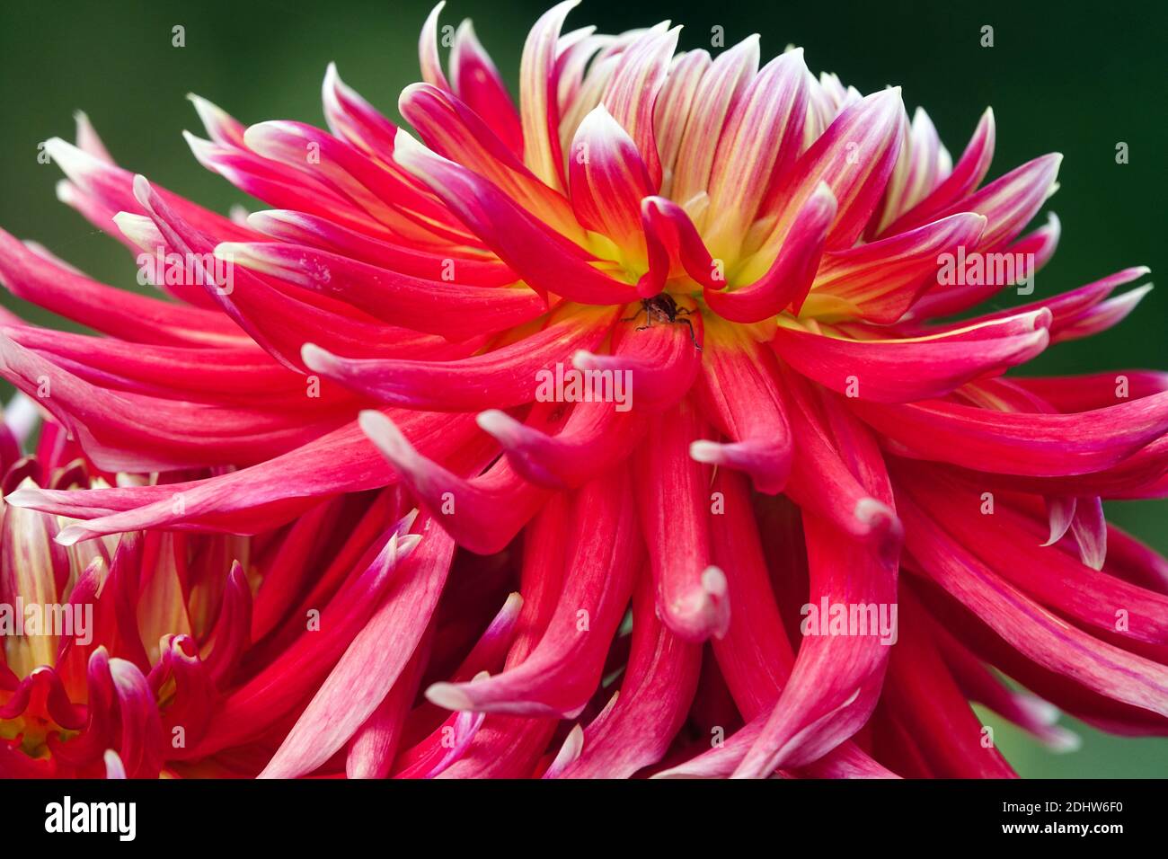 Single Red Dahlia flower 'Akita No Hikari' Stock Photo