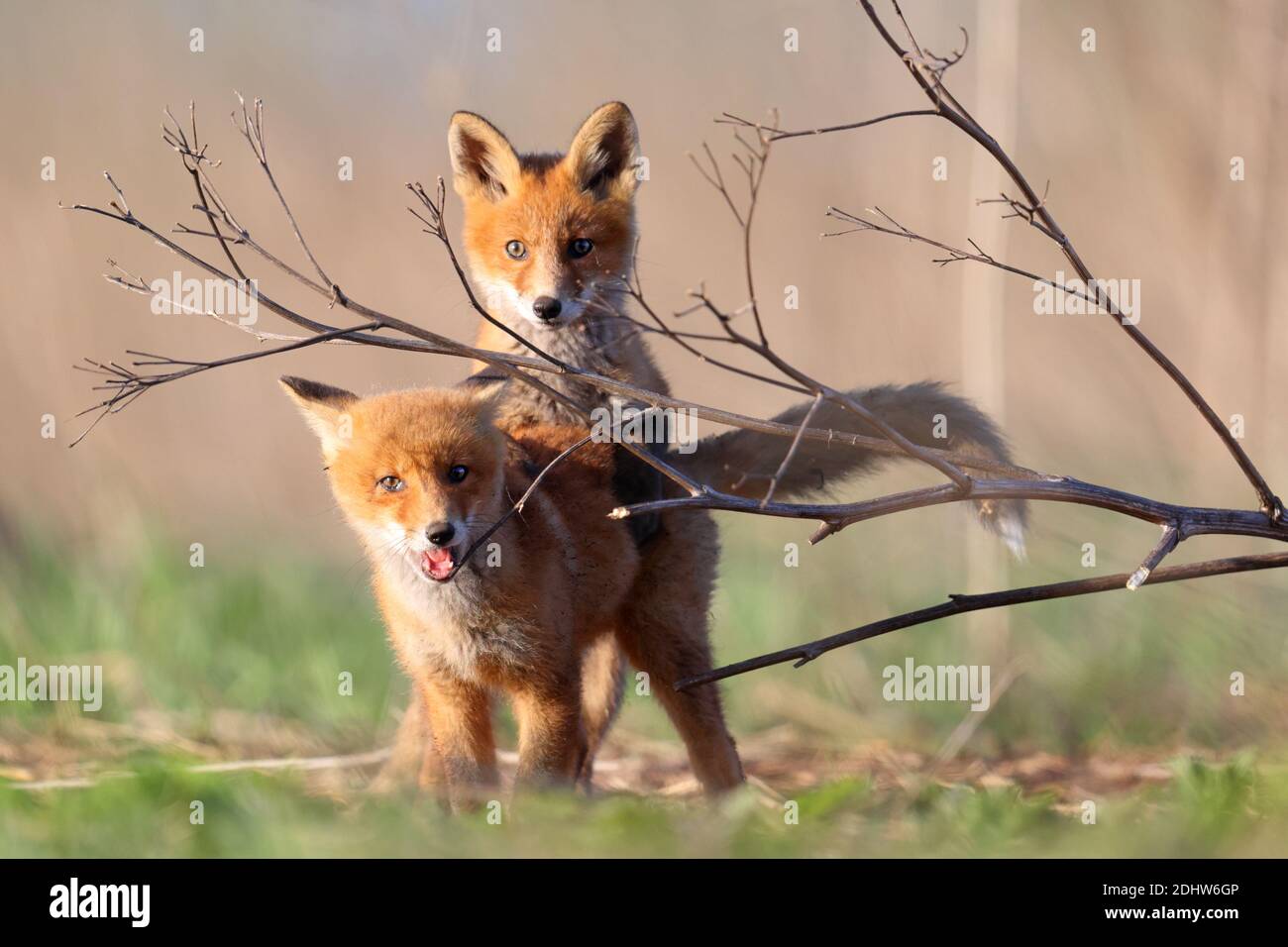 Red fox cubs (Vulpes vulpes) play fighting around their den site. Estonia, Europe Stock Photo
