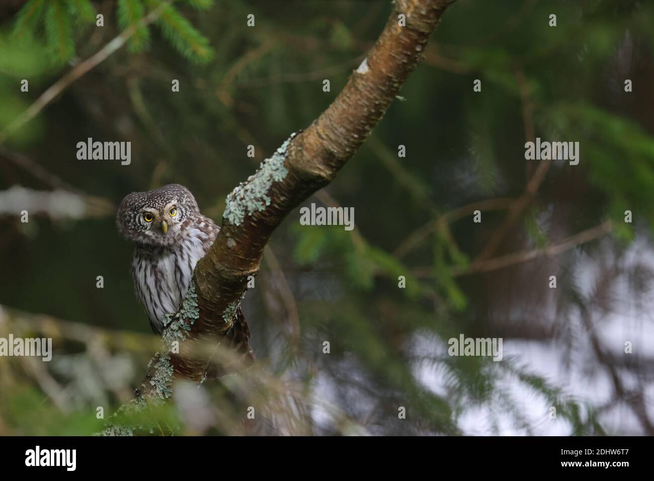 Eurasian pygmy owl (Glaucidium passerinum) Stock Photo