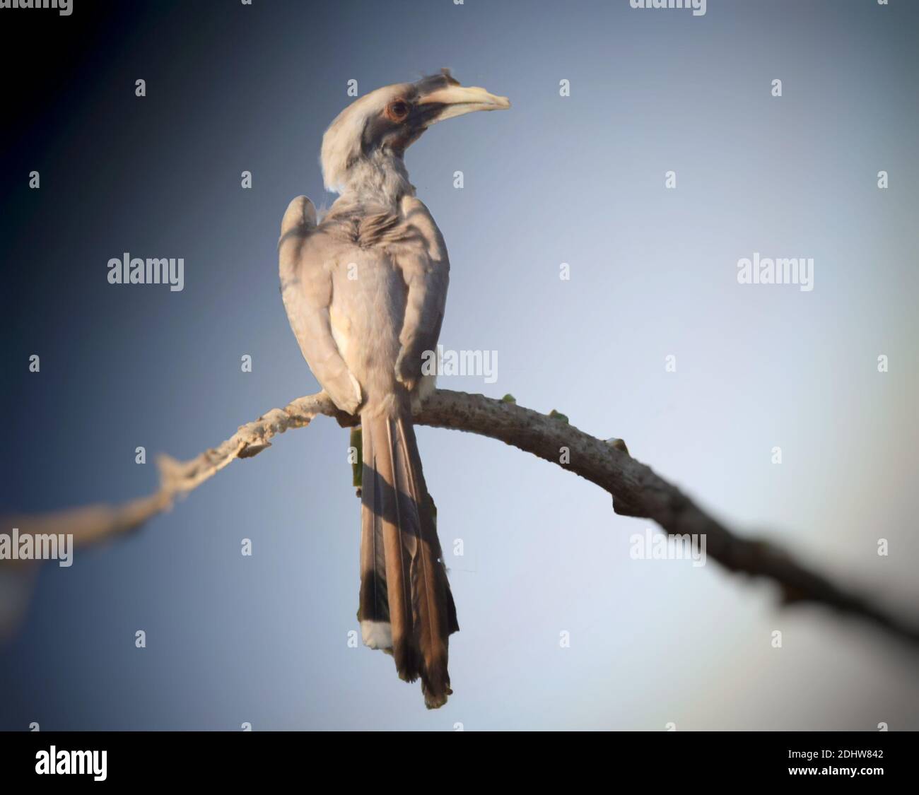 Birds of maharashtra hi-res stock photography and images - Alamy