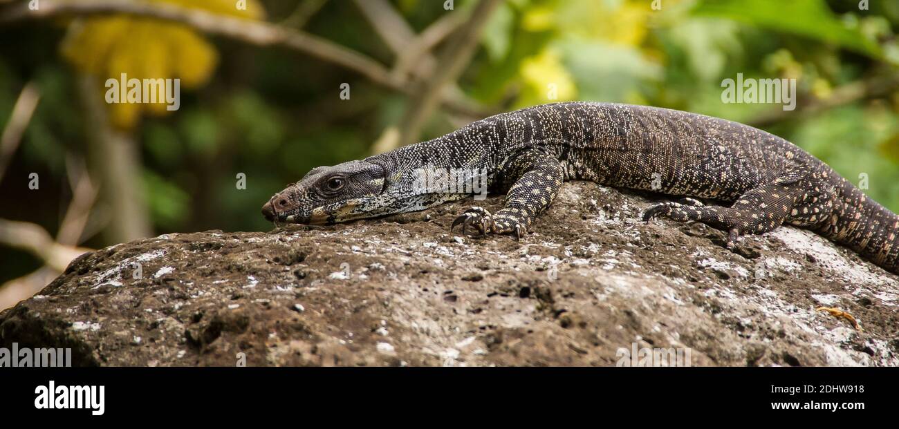 Goanna, Lace monitor lizard, Tree monitor, Varanus varius. A large