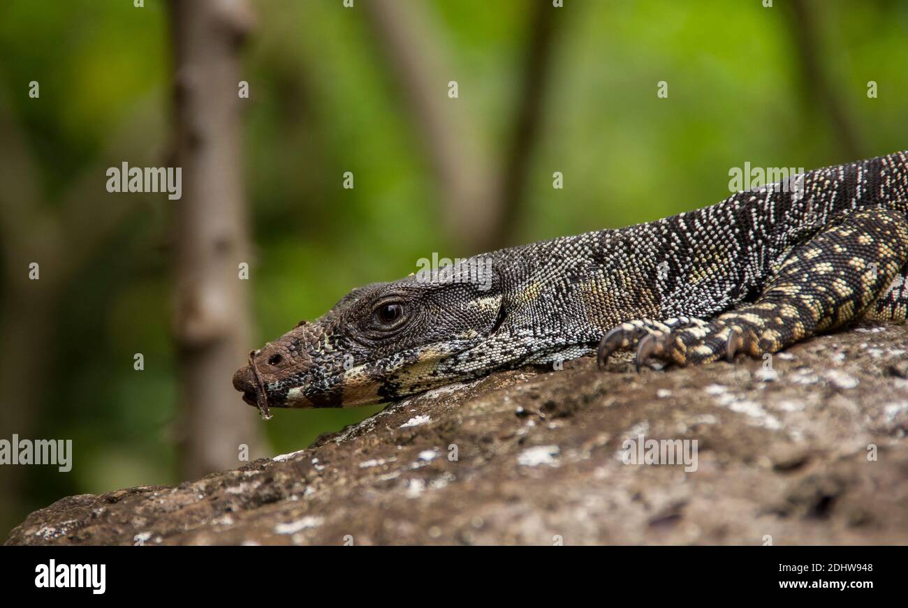 Lizard monitor lace goanna hires stock photography and images Alamy