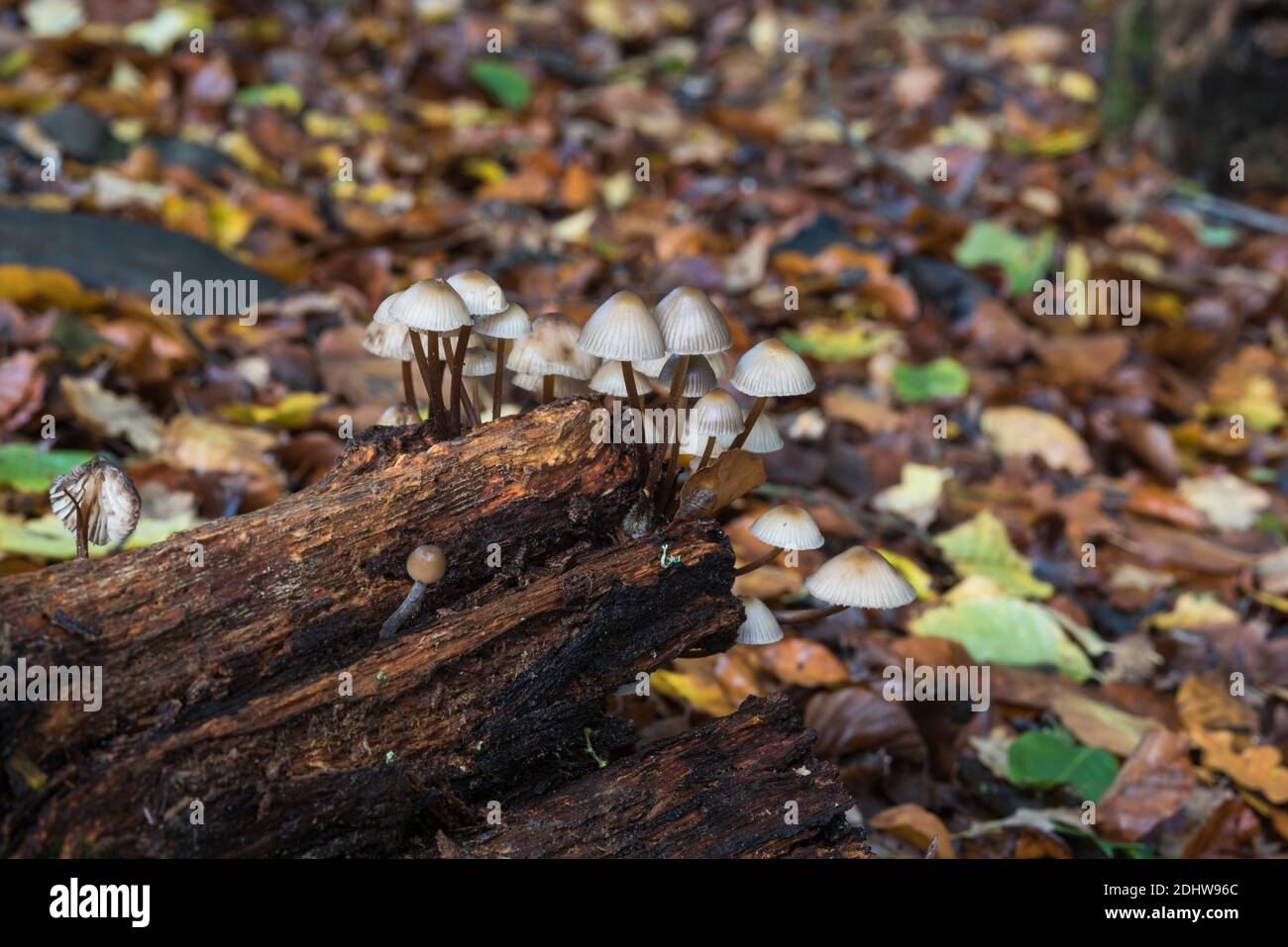 Fungi - Mycena species Stock Photo
