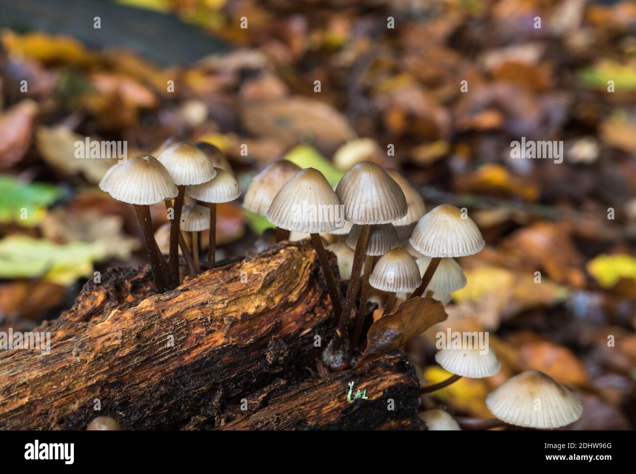 Fungi - Mycena species Stock Photo