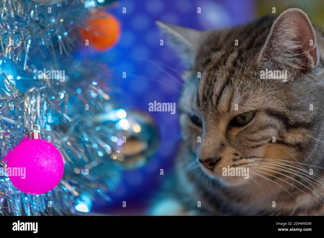 Tabby domestic cat staring at baubles on a Christmas tree in a home situation. Authentic. Short hair indoor feline. Artificial, fake, silver tree Stock Photo