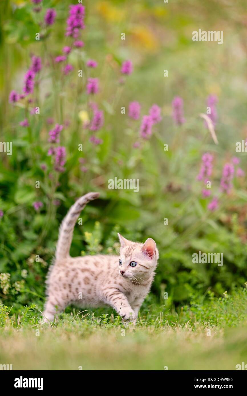 A cute white little white snow Bengal kitten outdoors walking in the grass in the summer. The curious little cat is 7 weeks old, and she is looking ba Stock Photo