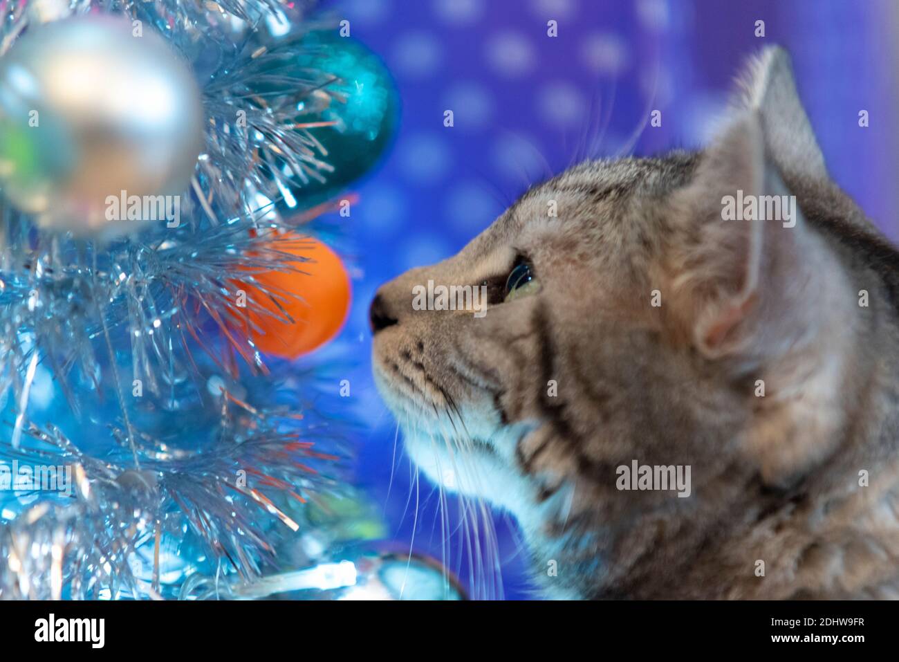 Tabby domestic cat staring at baubles on a Christmas tree in a home situation. Authentic. Short hair indoor feline. Artificial, fake, silver tree Stock Photo