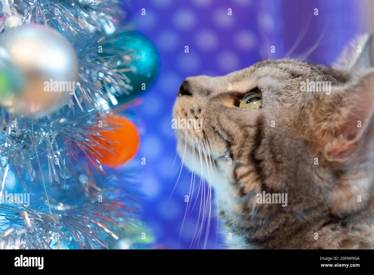 Tabby domestic cat staring at baubles on a Christmas tree in a home situation. Authentic. Short hair indoor feline. Artificial, fake, silver tree Stock Photo