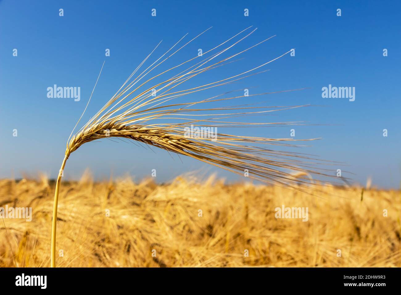 Ein Getreidefeld mit Gerste wartet auf die Ernte. Symbolfoto für Landwirtschaft und gesunde Ernährung, einzelne Ähre, blauer Himmel, Stock Photo