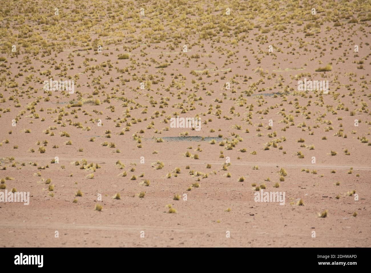 Patches of Vicuna droppings on the high altitude grasslands above San Pedro de Atacama Chile Stock Photo