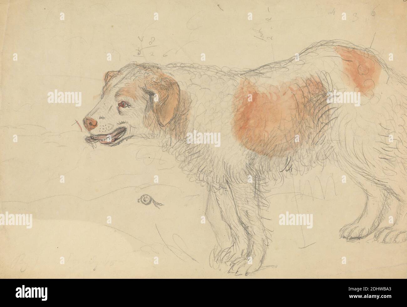 A Dog, James Sowerby, 1756–1822, British, undated, Watercolor over graphite on moderately thick, slightly textured, cream wove paper, Sheet: 8 1/4 × 11 3/4 inches (21 × 29.8 cm), animal art, dog (animal), dogs, coyotes, wolves, jackals, and dingos Stock Photo