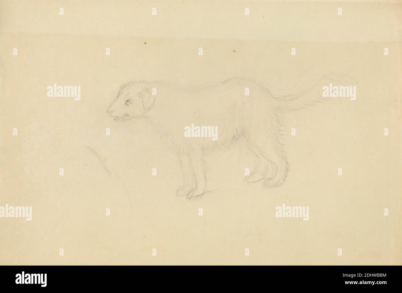 A Dog, James Sowerby, 1756–1822, British, undated, Graphite on moderately thick, slightly textured, cream wove paper, Sheet: 9 1/4 × 11 7/8 inches (23.5 × 30.2 cm), animal art, dog (animal), dogs, coyotes, wolves, jackals, and dingos Stock Photo