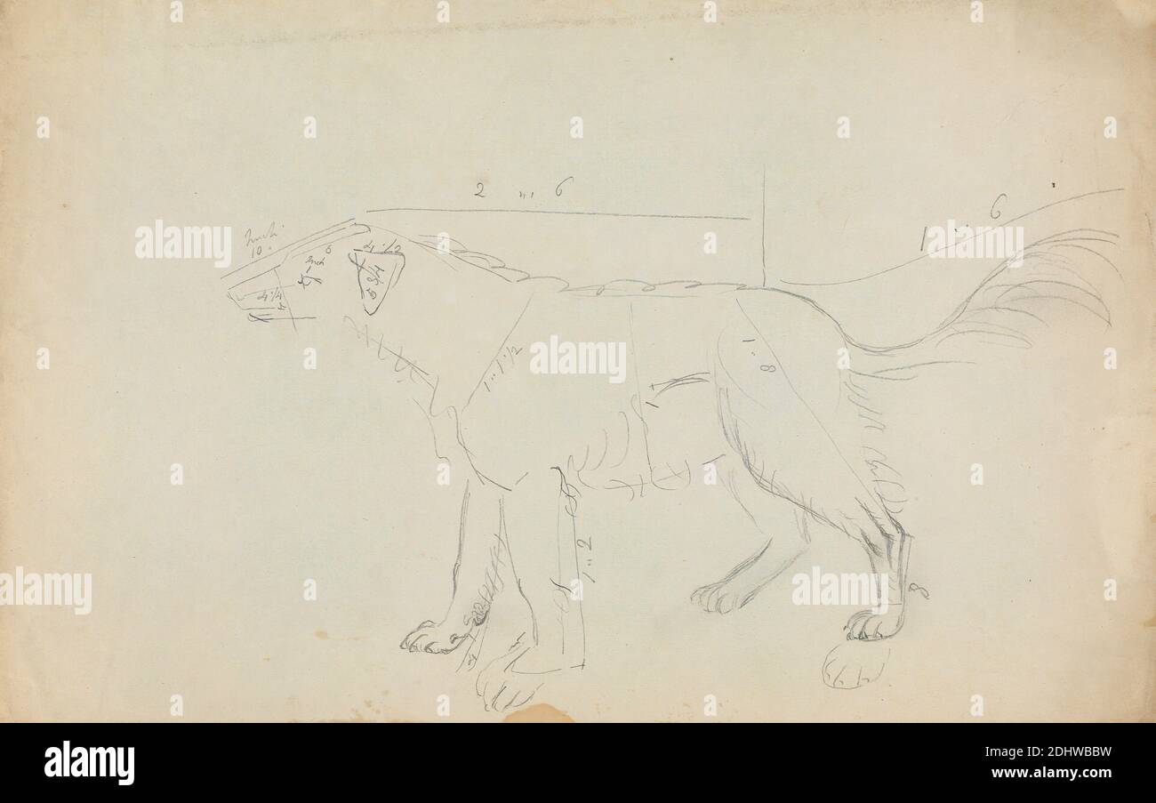 A Dog (marked with measurements), James Sowerby, 1756–1822, British, undated, Graphite on medium, slightly textured, cream wove paper, Sheet: 8 1/8 × 13 1/8 inches (20.6 × 33.3 cm), animal art, dog (animal), dogs, coyotes, wolves, jackals, and dingos Stock Photo