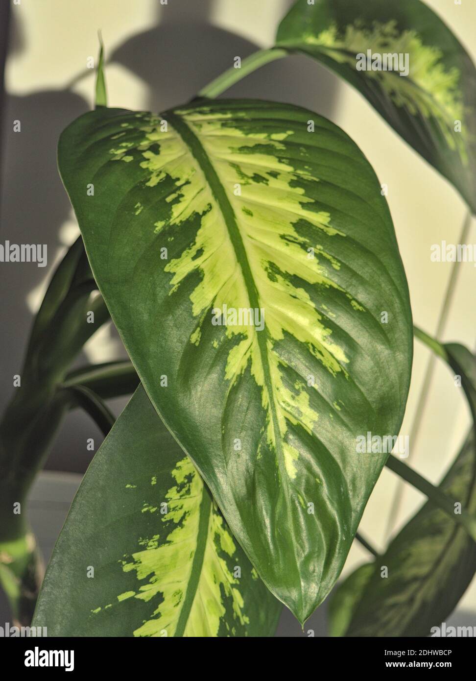 Close up of green and yellow leaves of an indoor plant. Light effect on
