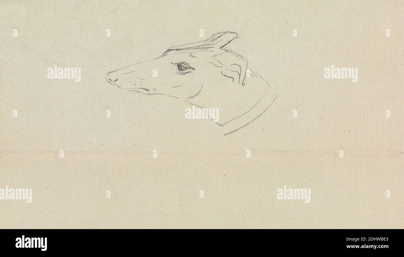 A Dog's Head, James Sowerby, 1756–1822, British, undated, Graphite on medium, slightly textured, cream laid paper, Sheet: 4 1/2 × 7 3/8 inches (11.4 × 18.7 cm), animal art, dog (animal), dogs, coyotes, wolves, jackals, and dingos Stock Photo