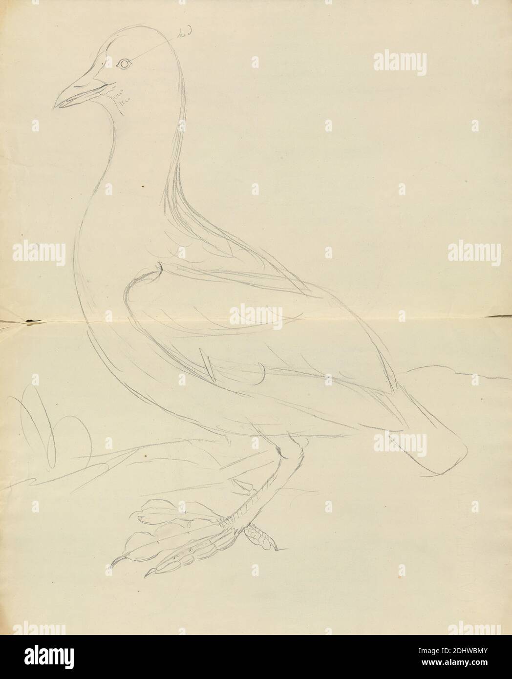 A Bird, James Sowerby, 1756–1822, British, undated, Graphite on medium, smooth, cream wove paper, Sheet: 16 1/8 × 13 inches (41 × 33 cm), animal art, bird Stock Photo