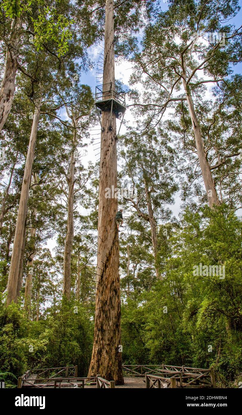 Climbing the Dave Evans Bicentennial Tree a 75m 256ft Karri tree near Pemberton in South Wetern Australia and the world's tallest climbing tree Stock Photo