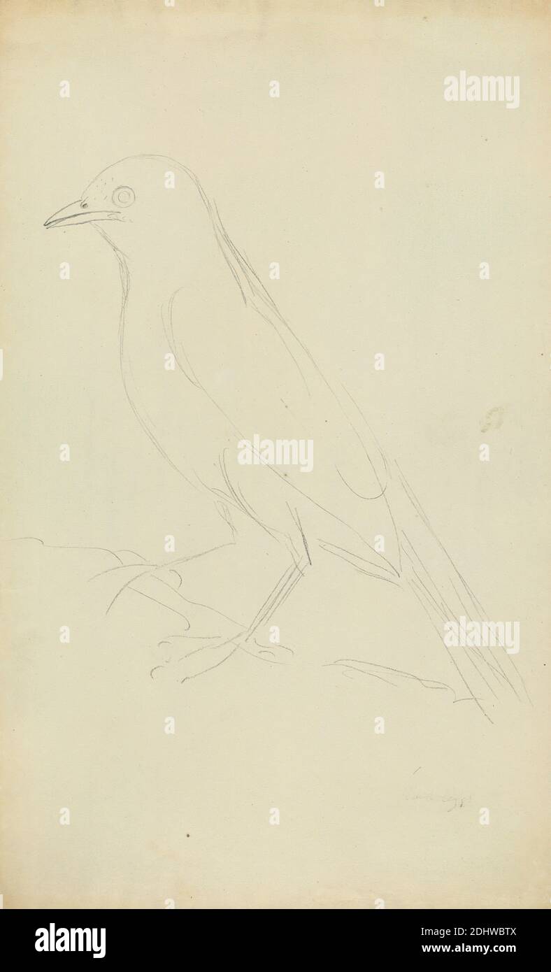 A Fieldfare, James Sowerby, 1756–1822, British, undated, Graphite on moderately thick, slightly textured, cream wove paper, Sheet: 13 × 8 inches (33 × 20.3 cm), animal art, bird, Fieldfare Stock Photo