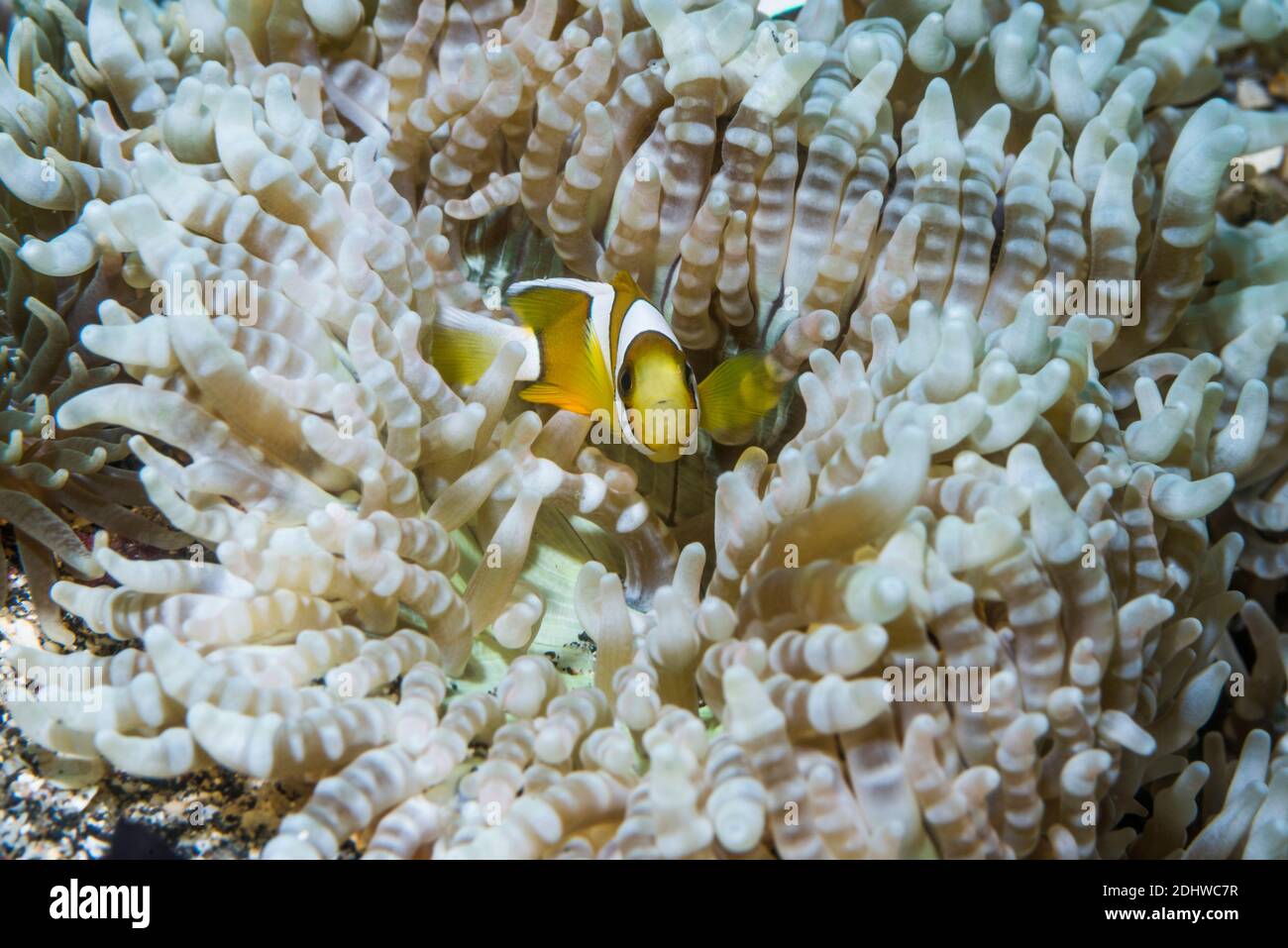 Klark's anemonefish [Amphiprion clarki] with Beaded sea anemone [Heteractis aurora].  Lembeh Strait, North Sulawesi, Indonesia. Stock Photo