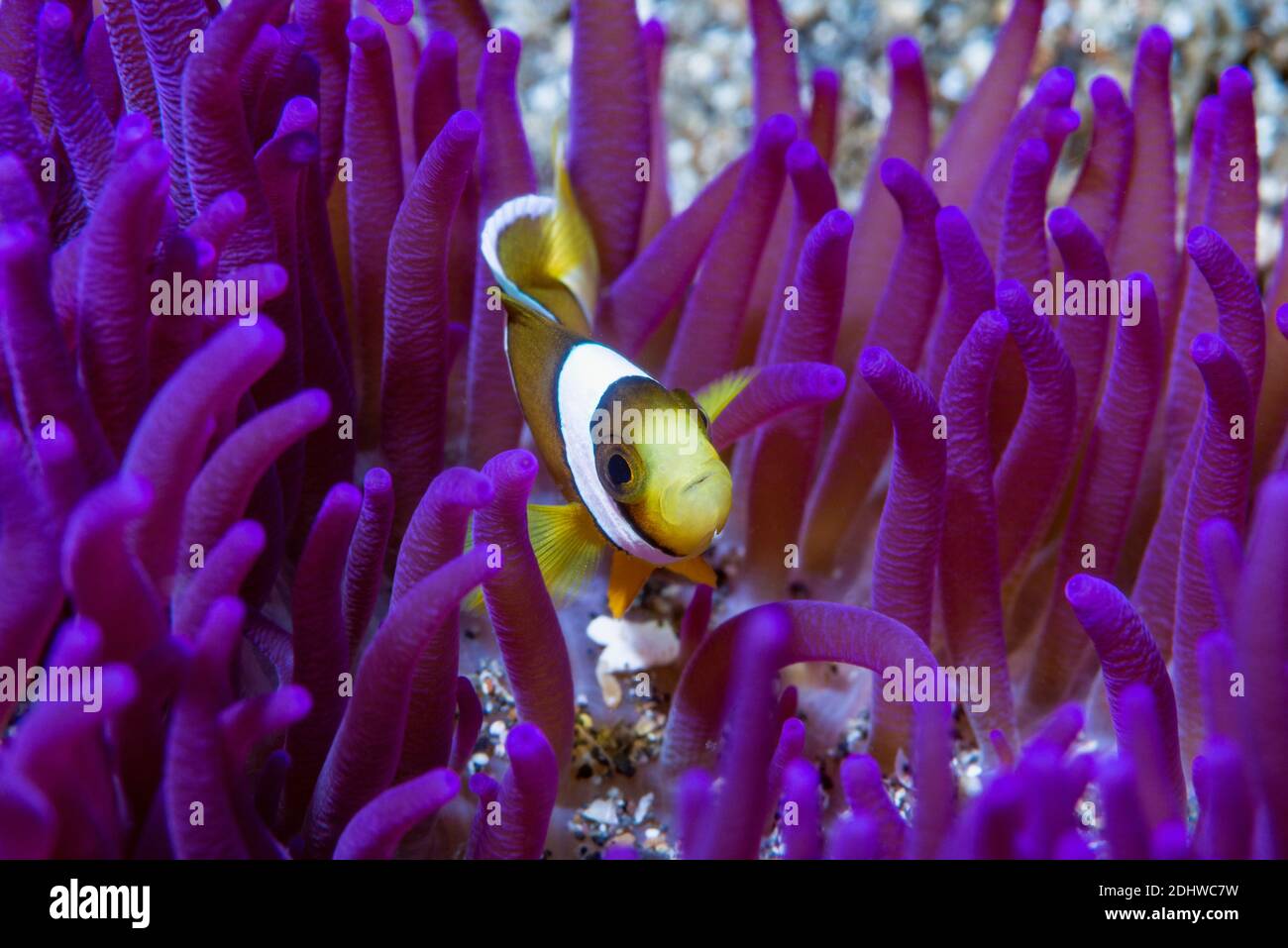 Klark's anemonefish [Amphiprion clarki].  Lembeh Strait, North Sulawesi, Indonesia. Stock Photo