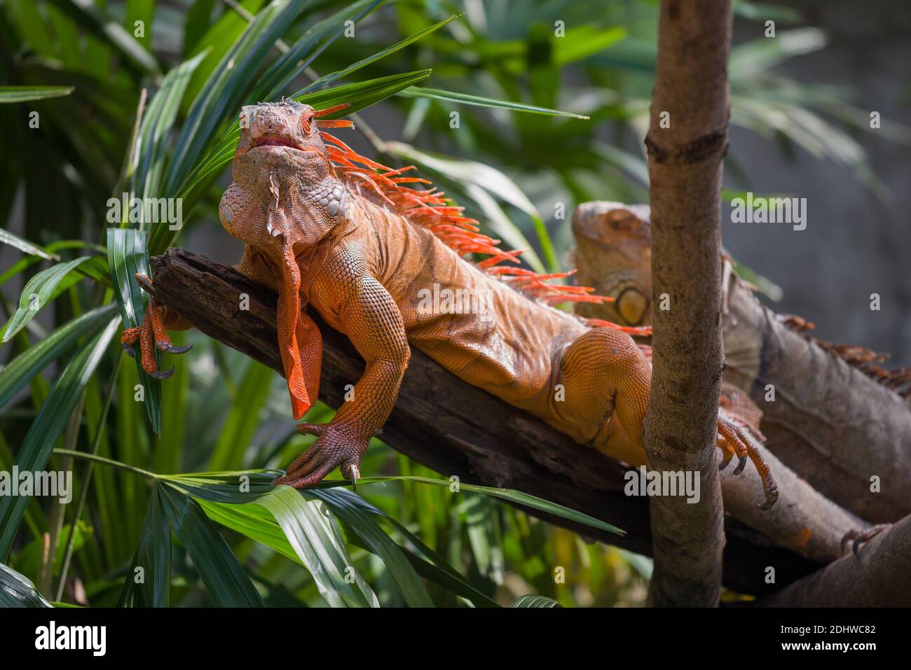 Common Iguana (Iguana iguana) on a dry tree Stock Photo