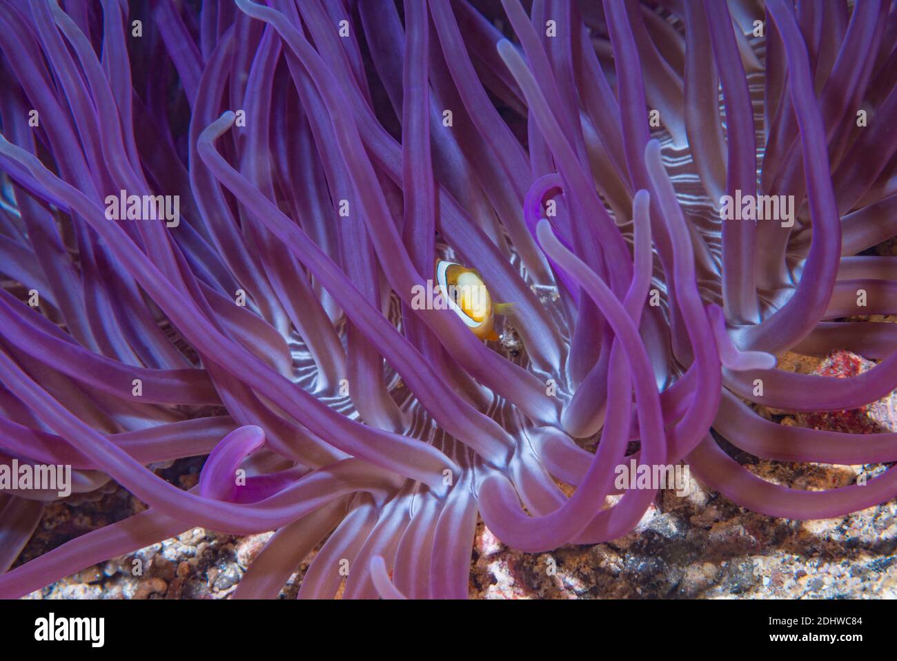 Klark's anemonefish [Amphiprion clarki].  Lembeh Strait, North Sulawesi, Indonesia. Stock Photo