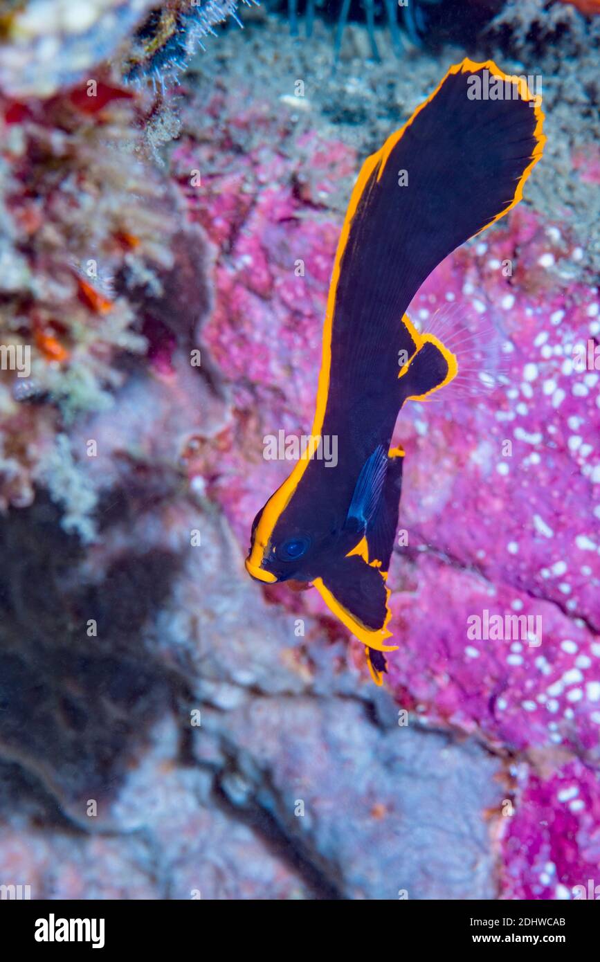 Juvenile Pinnate Batfish [Platax pinnatus].   Lembeh Strait, North Sulawesi, Indonesia. Stock Photo
