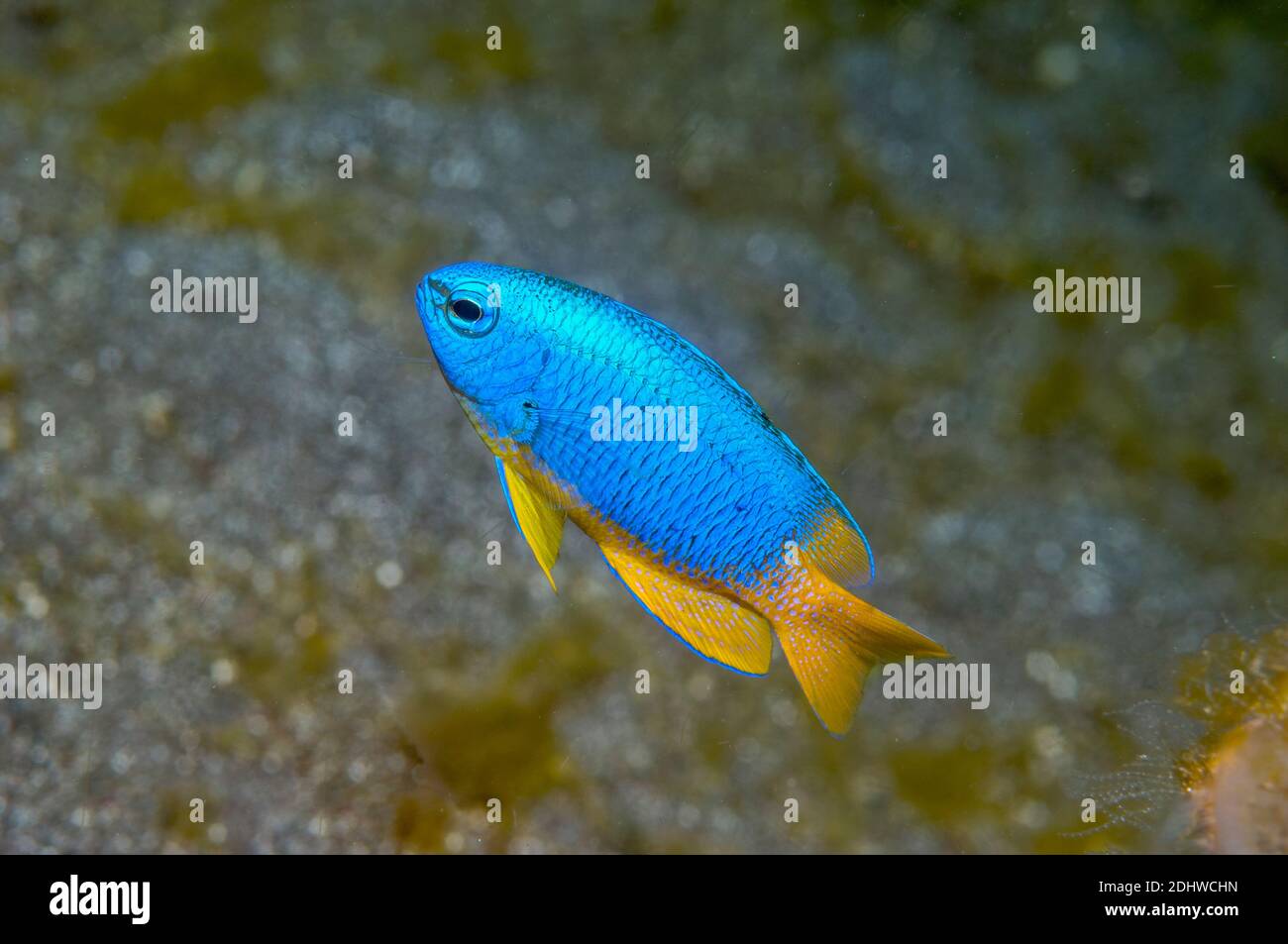Neon Damselfish [Pomacentrus coelestis].  Lembeh Strait, North Sulawesi, Indonesia. Stock Photo