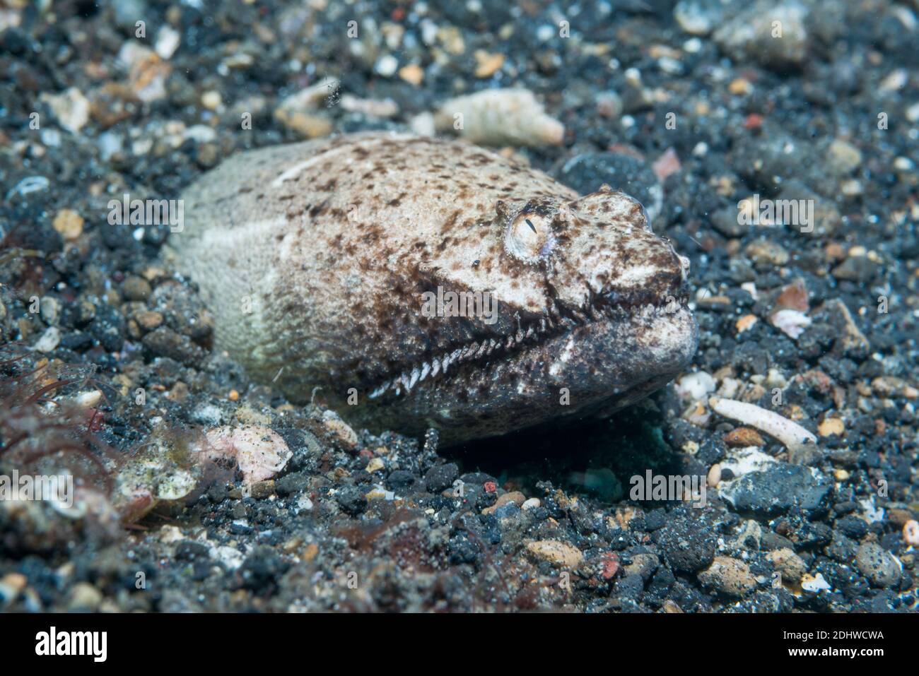 Stargazer snake eel [Brachysomophis cirrocheilos].  Lembeh Strait, North Sulawesi, Indonesia. Stock Photo