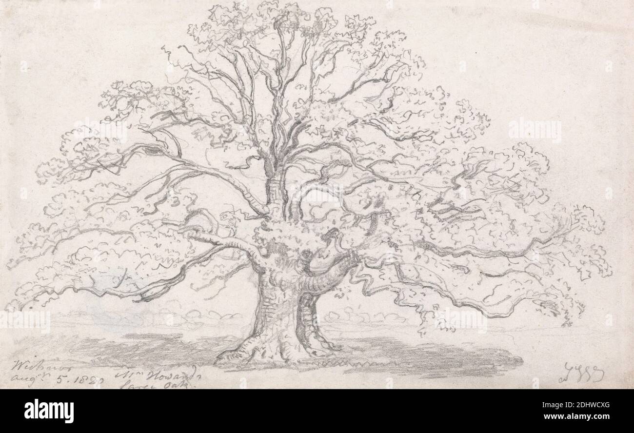 Mr. Howard's Large Oak, August 5, 1820, James Ward, 1769–1859, British, 1820, Graphite on medium, smooth, cream wove paper, Sheet: 4 5/8 x 7 5/8 inches (11.7 x 19.4 cm), landscape, oak, tree Stock Photo