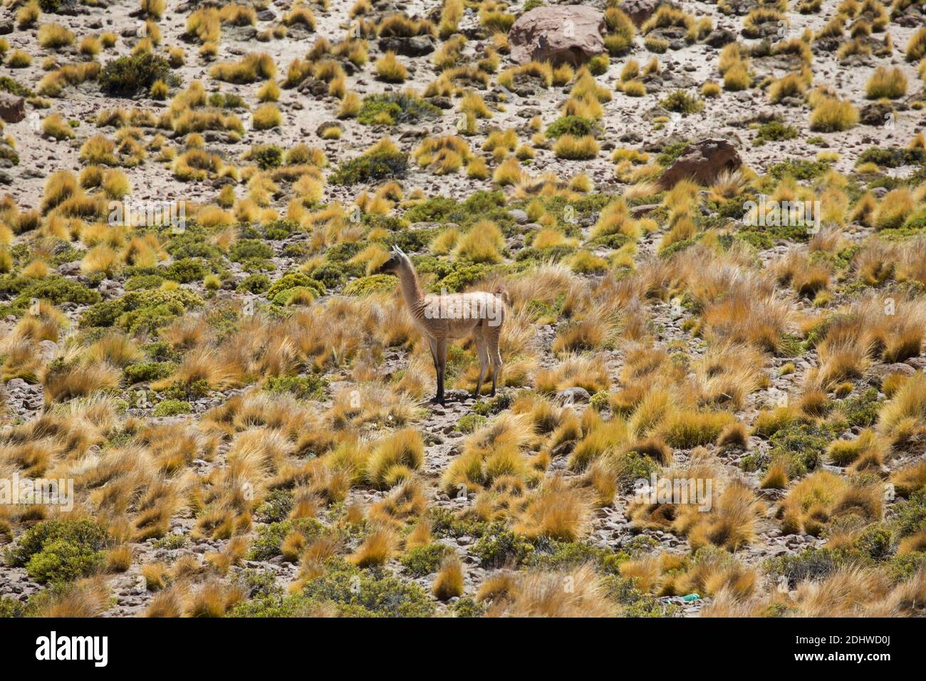 Domesticated llamas graze on coiron grass on the high altitude grasslands of the altiplano, Chile Stock Photo