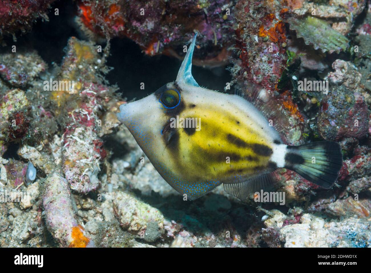 Specktacled filefish [Cantherhines fronticinctus].  North Sulawesi, Indonesia. Stock Photo
